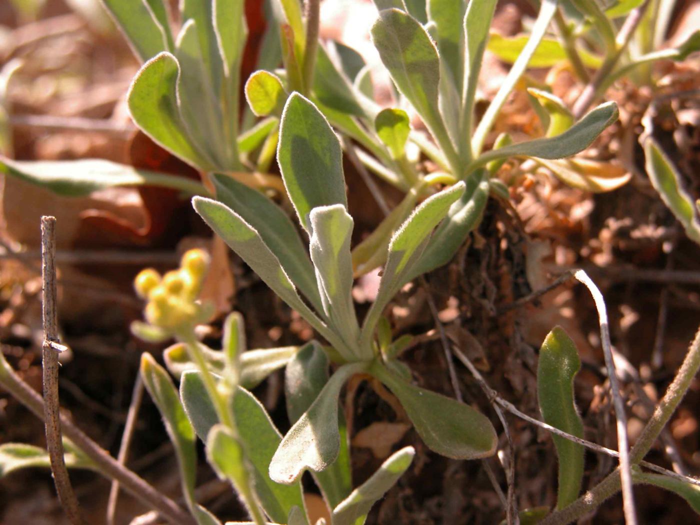 Alyssum, Golden leaf